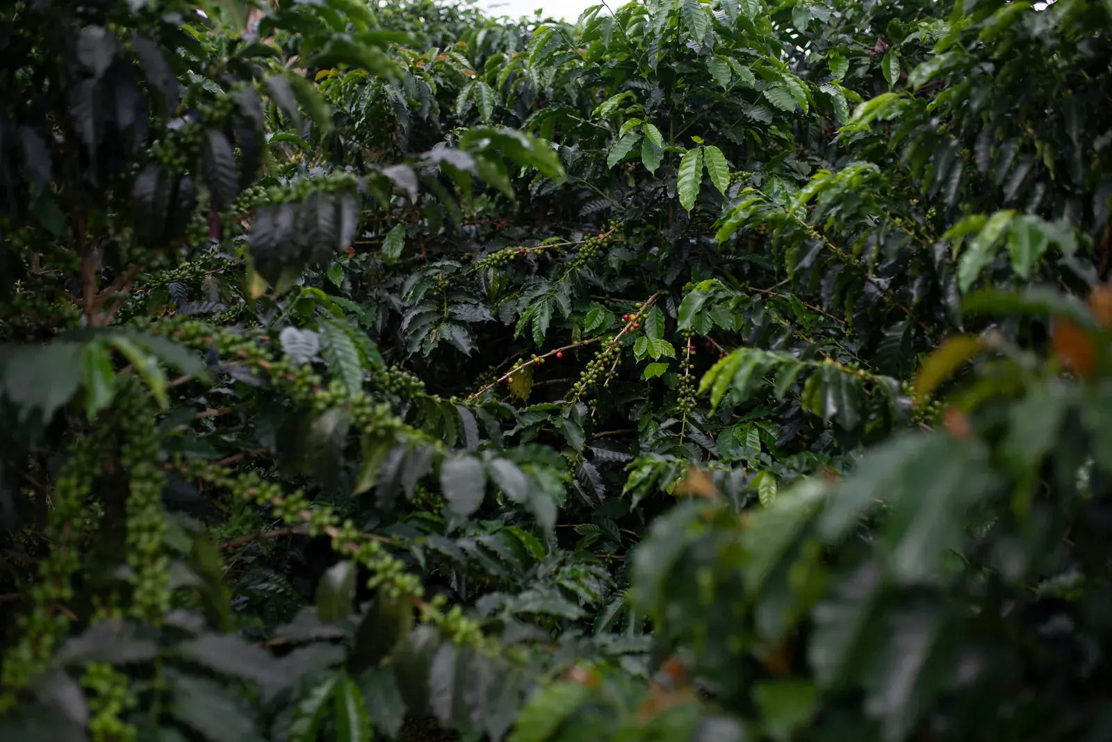 Ripe coffee cherries