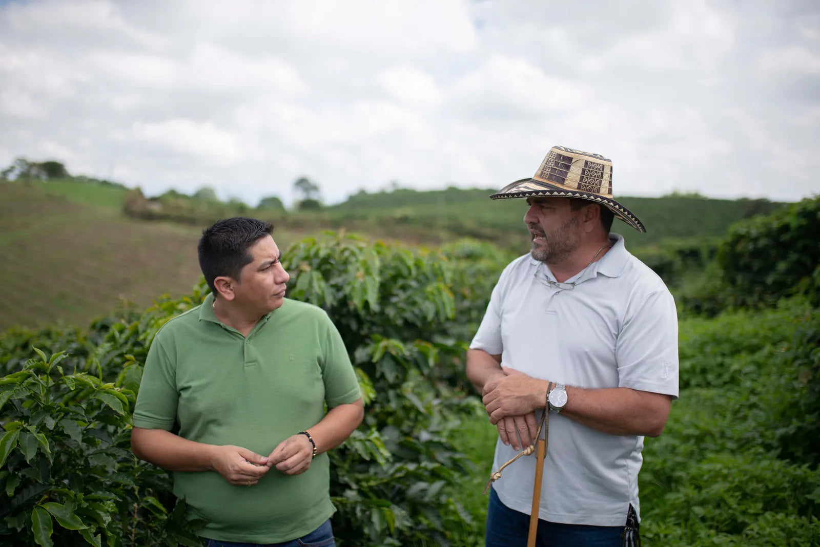 Coffee plantation at origin